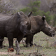 Rhinos grazing on the edge of Kruger National Park, 2016.